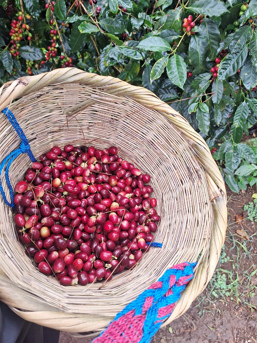 Erntekorb voller reifer roter Kaffeekirschen zwischen den Sträuchern