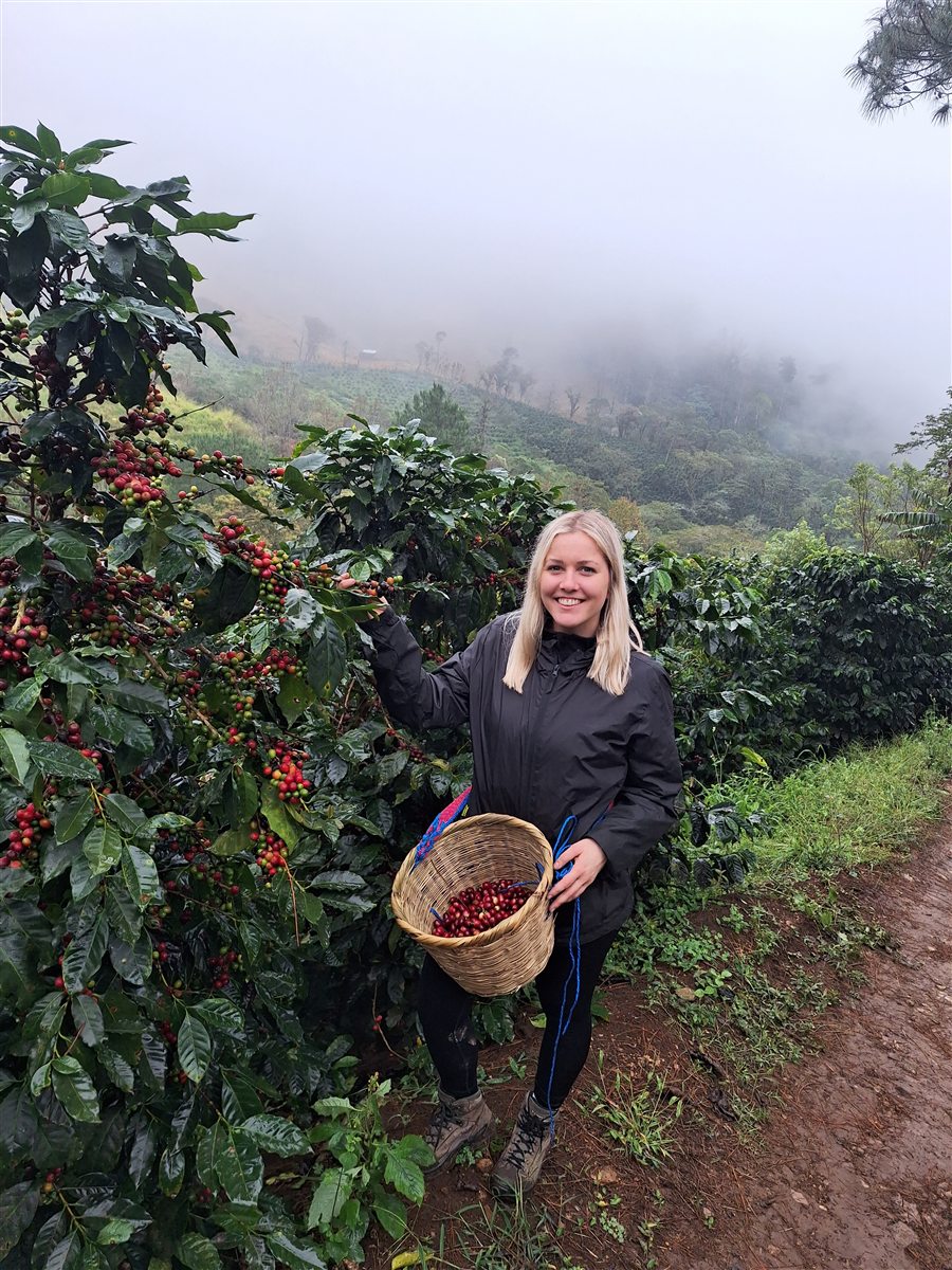 Alina mit Erntekorb vor den Kaffeeterrassen im Nebel