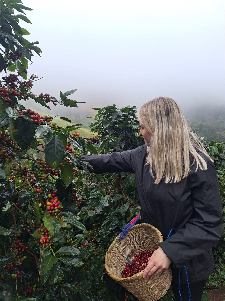 Alina pflückt reife Kaffeekirschen von einem Strauch